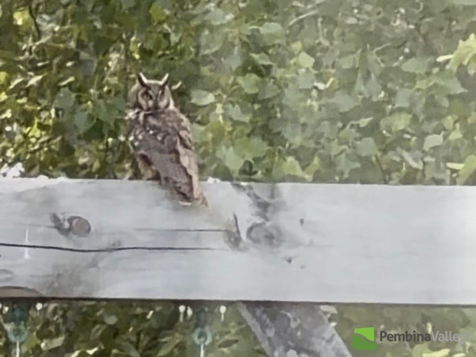a long-eared owl in morden 